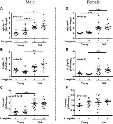 Detrimental Effects of Chronic L-Arginine Rich Food on Aging Kidney